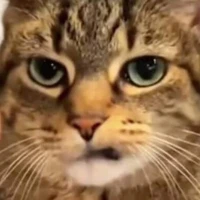 mèo meo