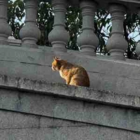 ta là tác giả đây