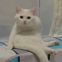 mèo