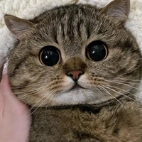 mèo ( ry)