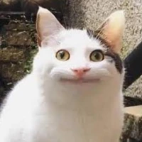 HT 183♂️(kittani tên cũ runisa)