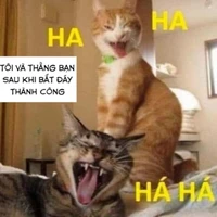 cả hai kittani và runisa