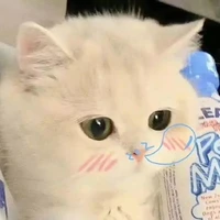 Ranie bay tới đây🐑⚡