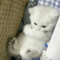 Cuốn kịch bản biết đi