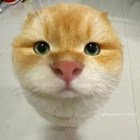 tác giả là tui