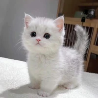 T/g siêu cute