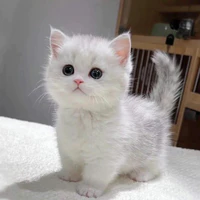 T/g siêu cute