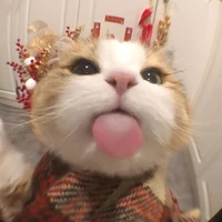 Tác giả cute phomai que