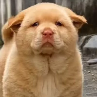 bé chó cute