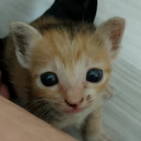 HT 730(meo meo nhà t/g)