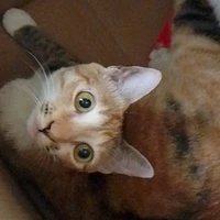 ??? (cn mel bel của t/g đó xinh chưa)