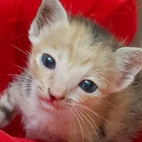 Cân tất cả nhân vật phụ:J