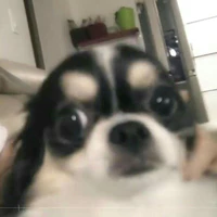 Kkami