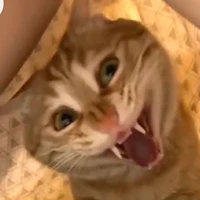 T/g