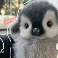 Bót là chim cánh cụt cute