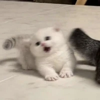 Tác giả XY
