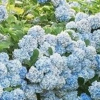 All