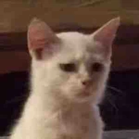 tác giả mới vào nghề