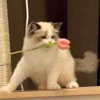 T/g chuche🌷