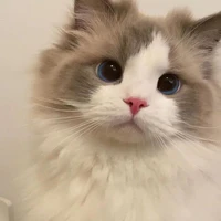 Mimi