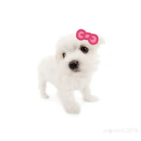 TÁC GIẢ KHÙNG