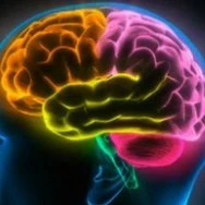 Não bộ 🧠