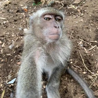 hú hú