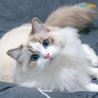 Dạng mèo của Kijay(bé)