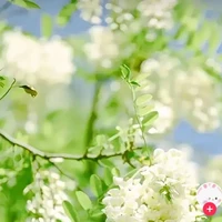 all ba đứa báo