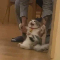 mèo méo meo mèo meo