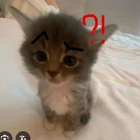 tác giả này hơi math math😼