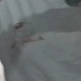 quỷ t/g