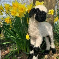 Tác giả nghĩ Cap 🐑🐑
