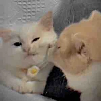 Tác giả(nữ) muốn kiếm vk