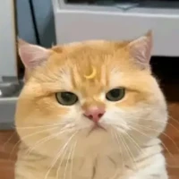 Tác giả