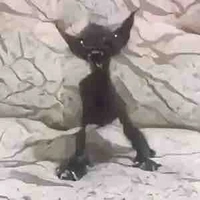 T/g 