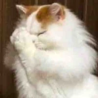 mèo