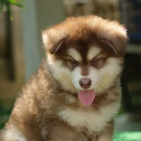 Gấu