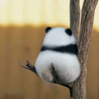 Panda là t/g không phải Juli