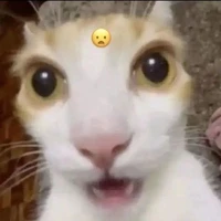 TG • Cávoicon ꒰⁠⑅⁠ᵕ⁠༚⁠ᵕ⁠꒱⁠˖⁠♡