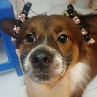 Tổng Vàng