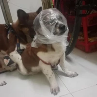 Tổng Vàng & Tiểu Ngáo