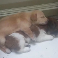 Bá Phèn & Tiểu Ngáo