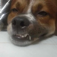 Tiểu Ngáo & Mụi Mụi Bông