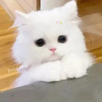 MinhTrangg<♡>