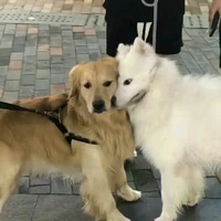 tg thik xạo lồn🌷