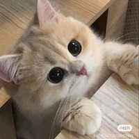 Tác giả thiếu nghị lực