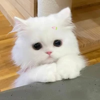 TGiả cutee