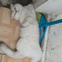 all (trừ những ng cần trừ)