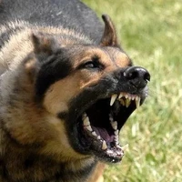 chó điên nhà bà sáu